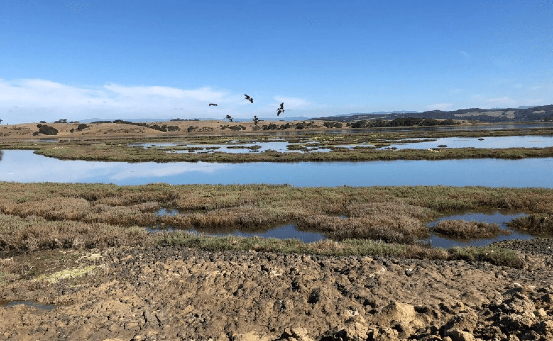 Elkhorn Slough Reserve near Moss Landing